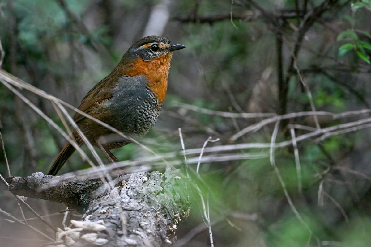 Chucao Tapaculo - ML636319808