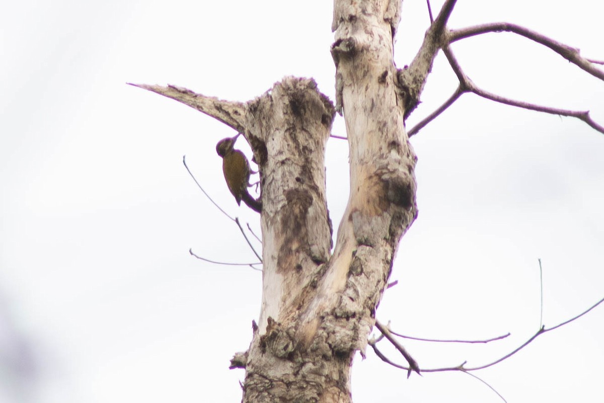 Melancholy Woodpecker - ML636319816