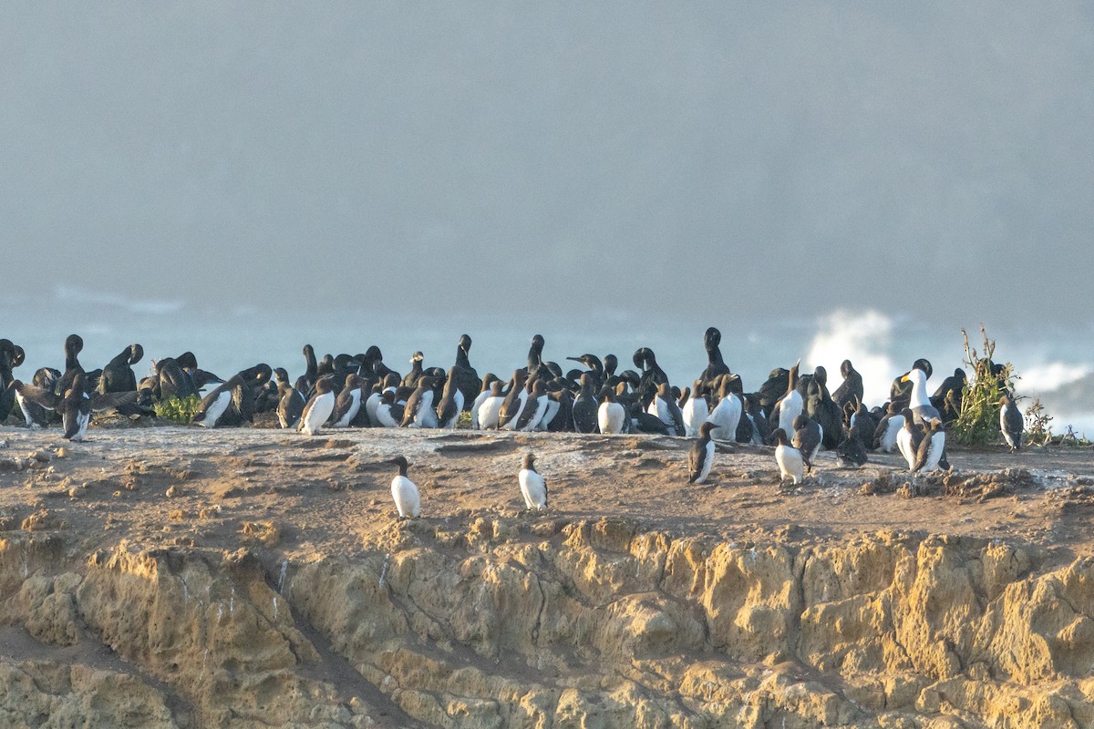 Common Murre - ML636319832