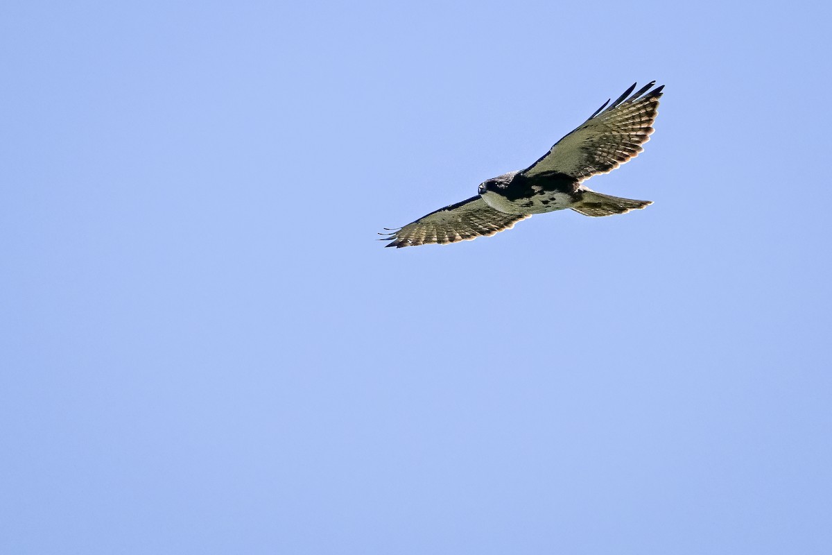White-throated Hawk - ML636319839