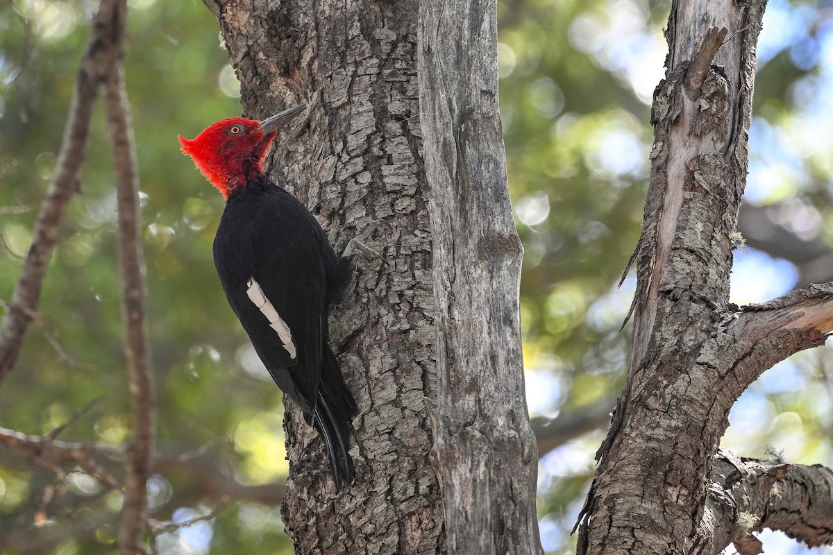 Magellanic Woodpecker - ML636319904