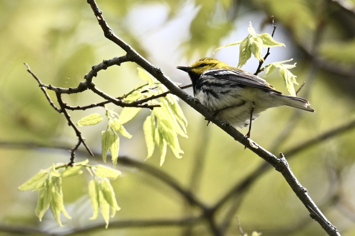 Black-throated Green Warbler - ML636320005