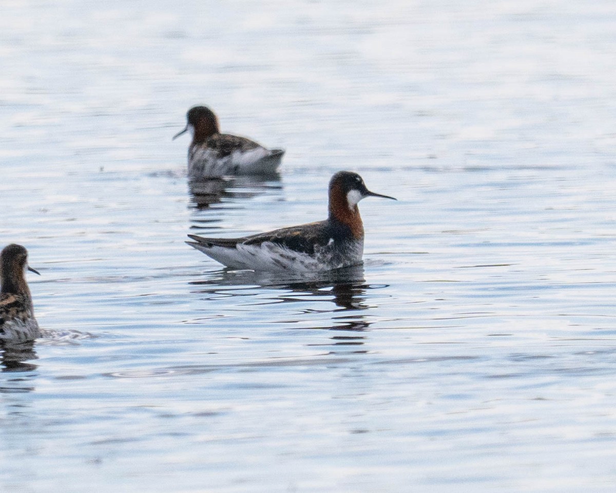 Red-necked Phalarope - ML636320030