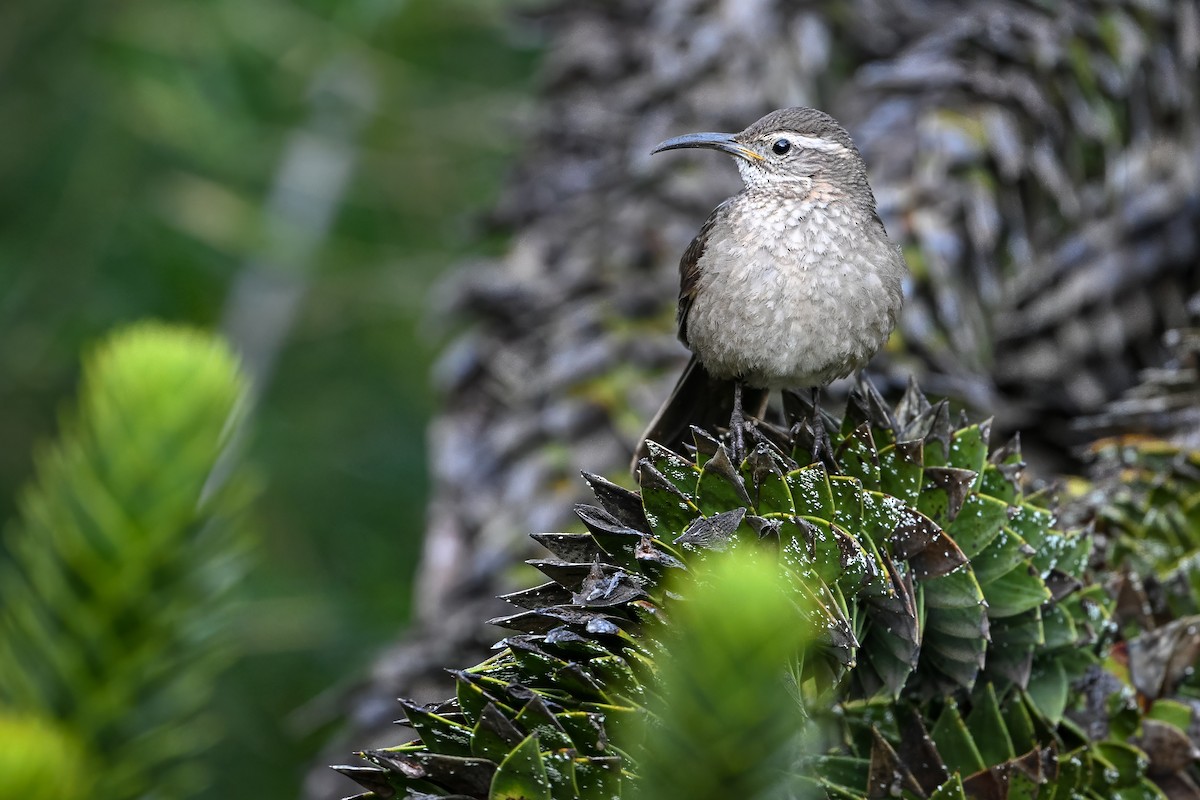Patagonian Forest Earthcreeper - ML636320044