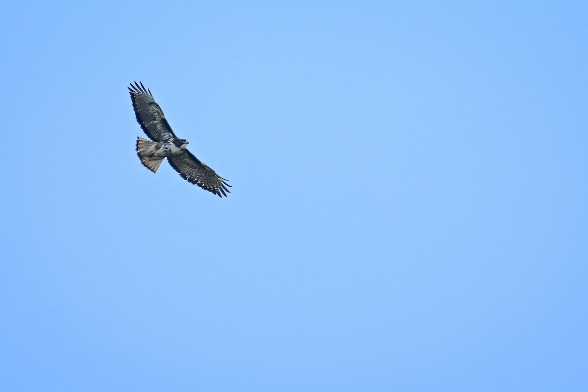 Rufous-tailed Hawk - ML636320051