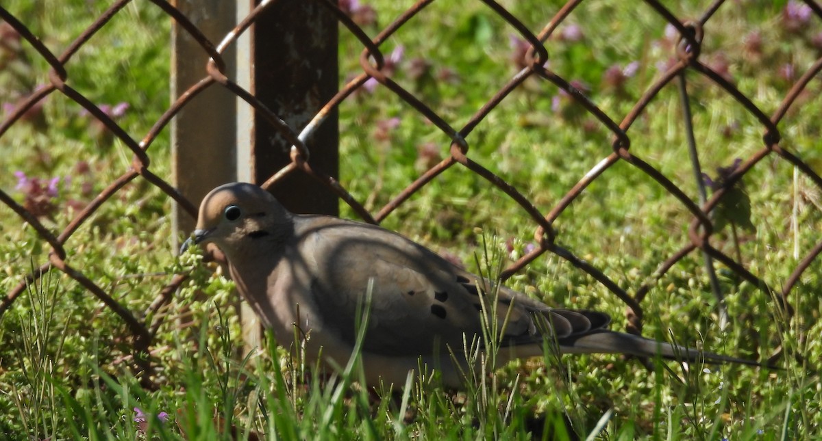 Mourning Dove - ML636320140