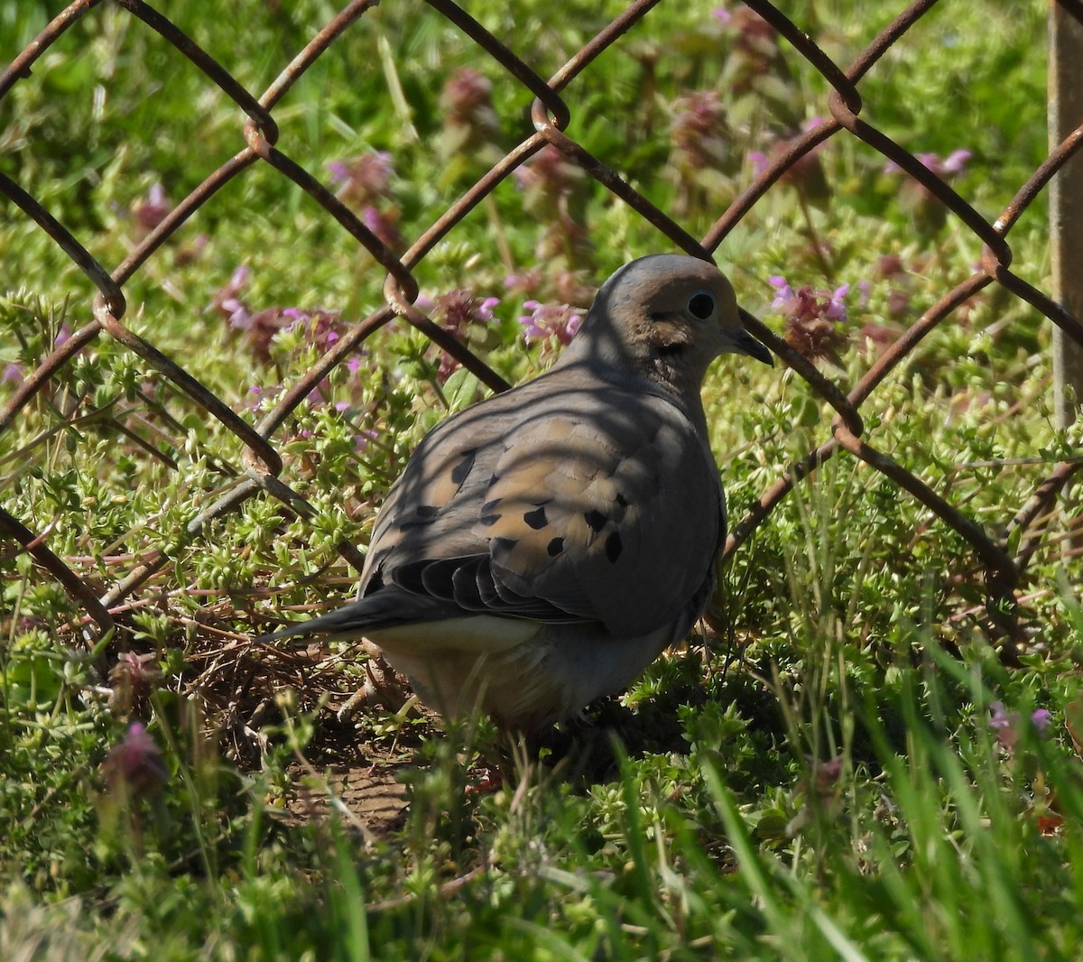 Mourning Dove - ML636320141