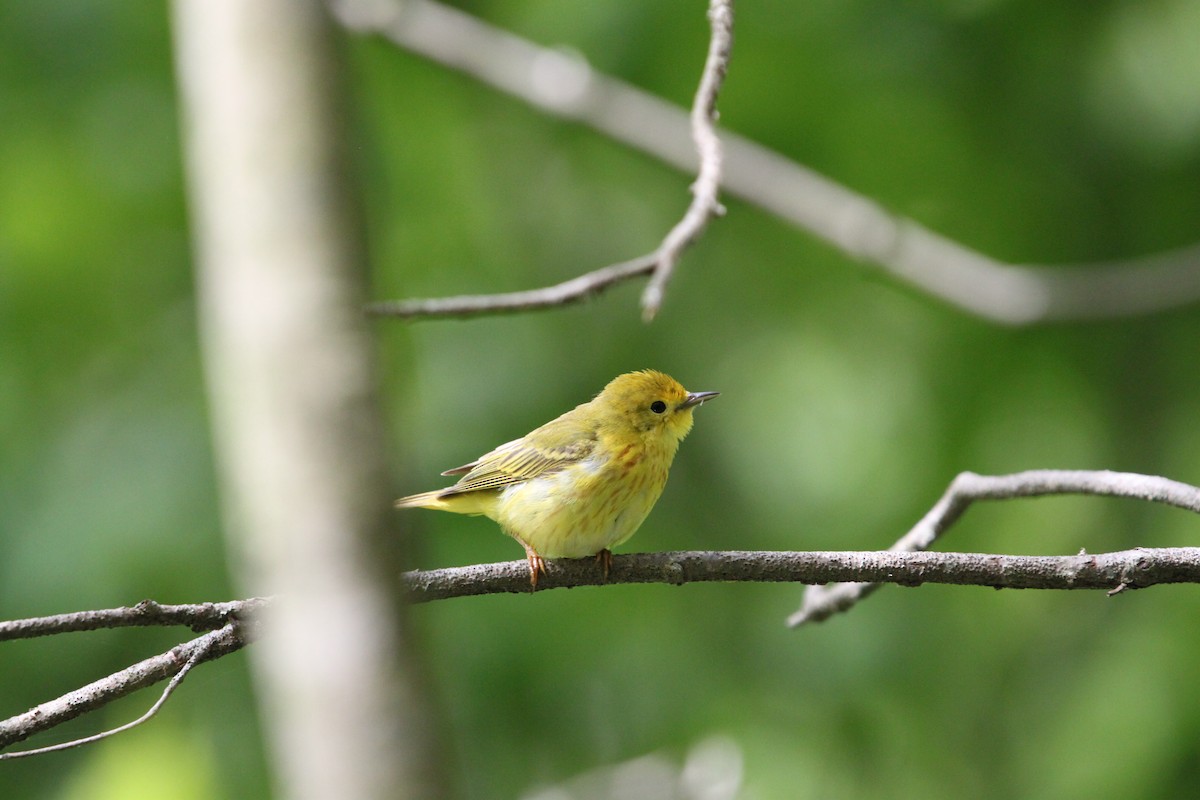 Northern Yellow Warbler - ML636320246
