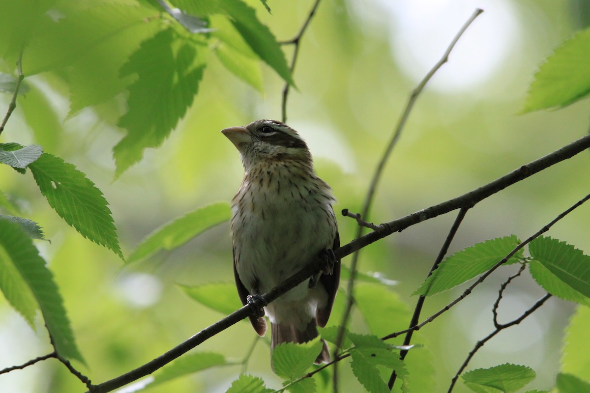 Rose-breasted Grosbeak - ML636320261