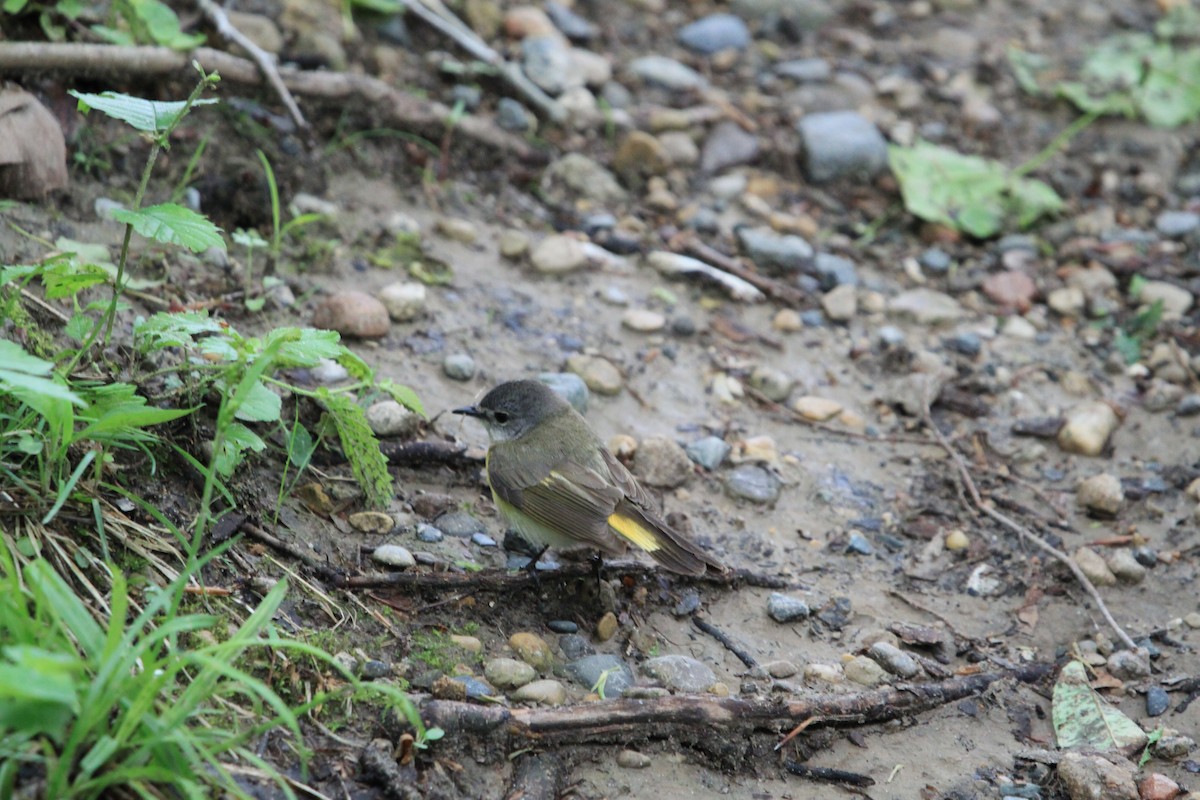 American Redstart - ML636320292