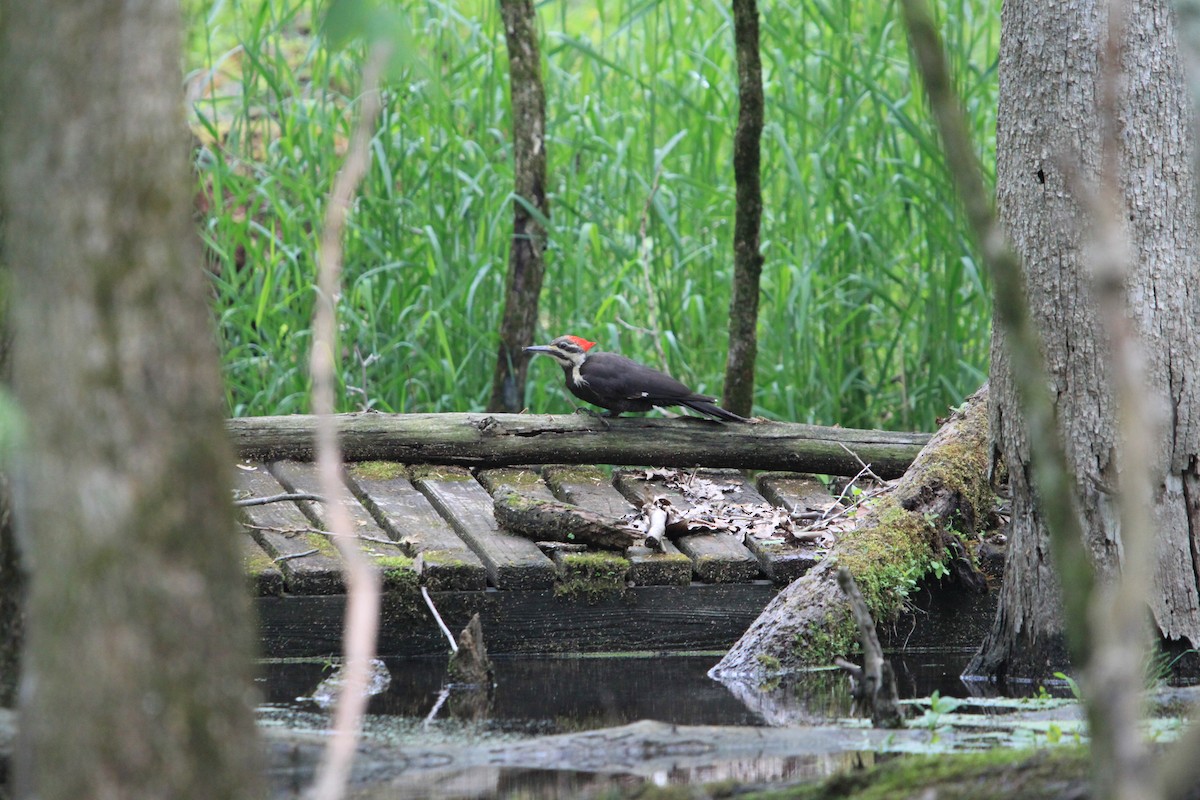 Pileated Woodpecker - ML636320319