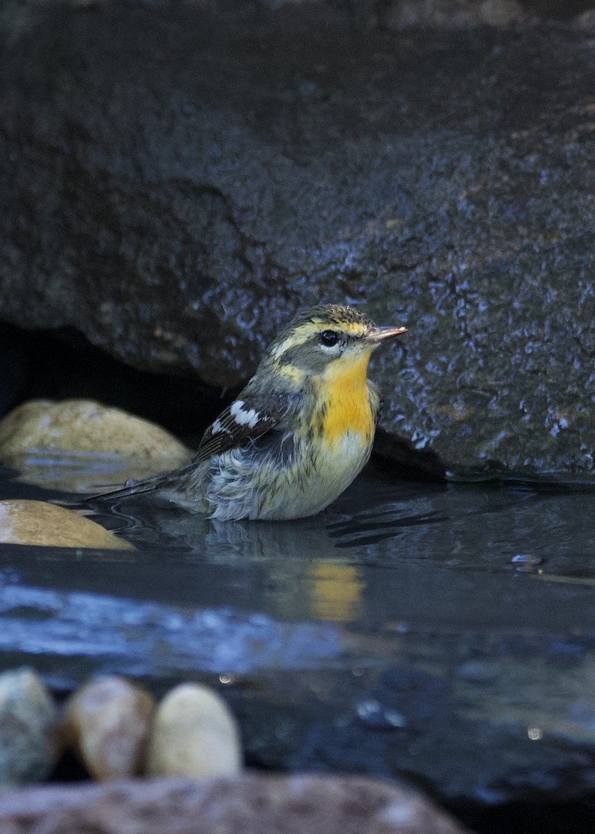 Blackburnian Warbler - ML636320374