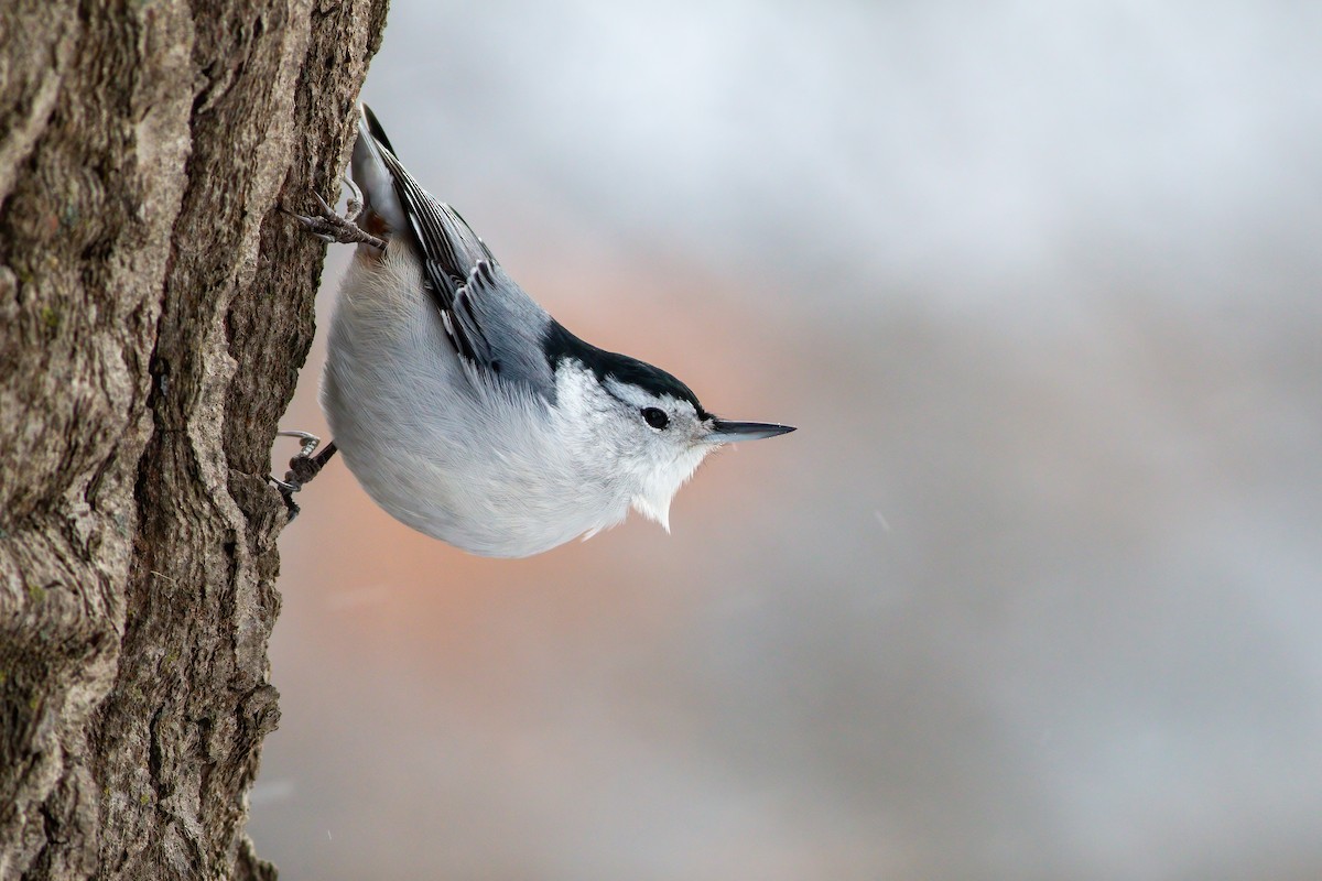 White-breasted Nuthatch - ML636320397