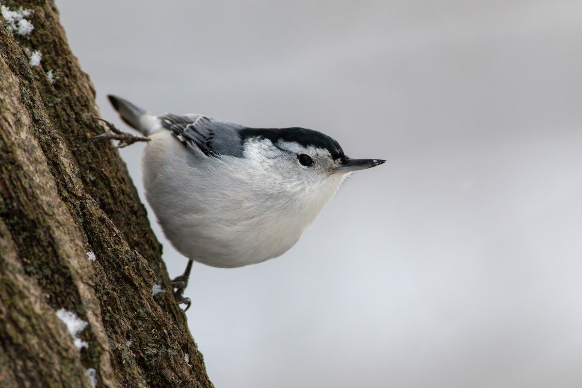 White-breasted Nuthatch - ML636320398