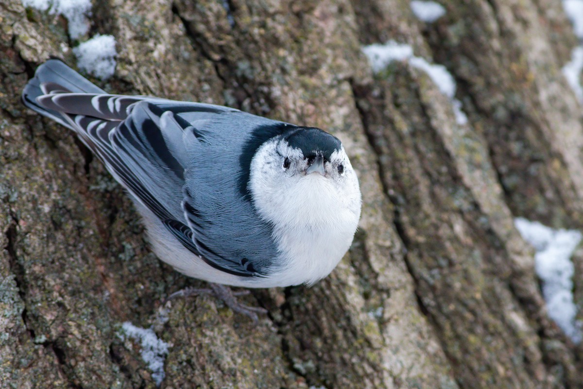 White-breasted Nuthatch - ML636320399
