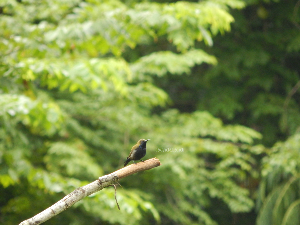 Mamberamo Sunbird - ML636320422