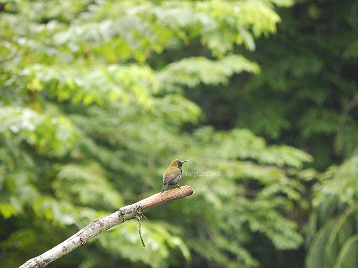 Mamberamo Sunbird - ML636320423