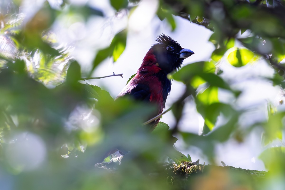 Crimson-collared Grosbeak - ML636320427