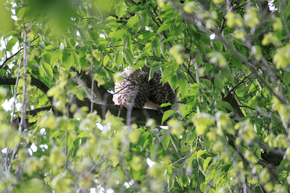 Barred Owl - ML636320437