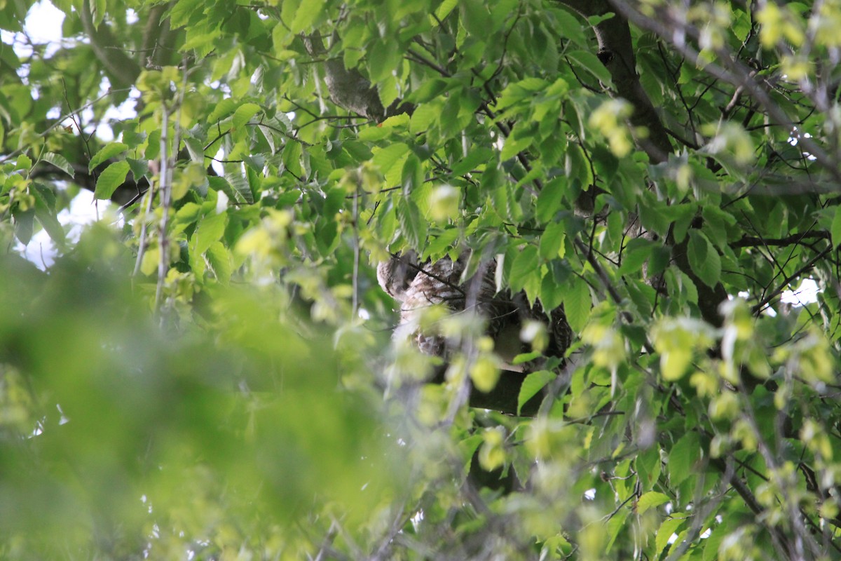 Barred Owl - ML636320438