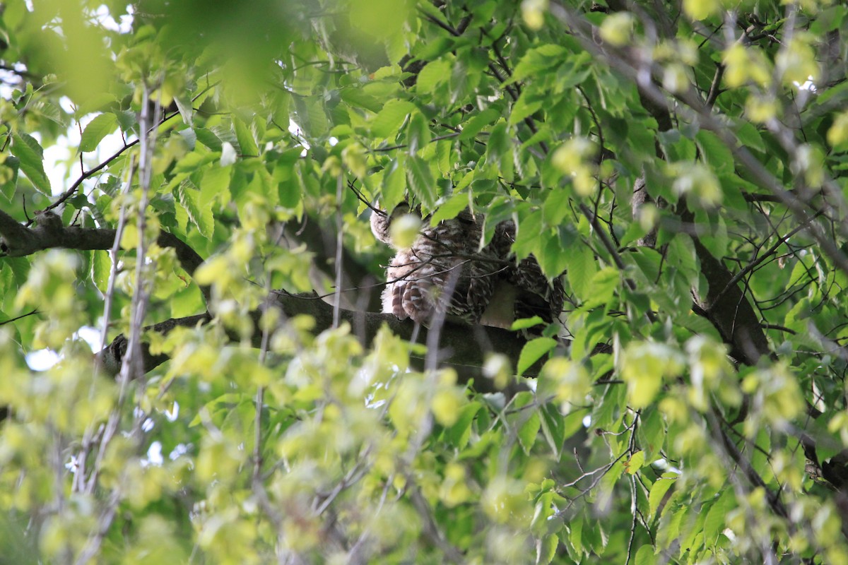 Barred Owl - ML636320439