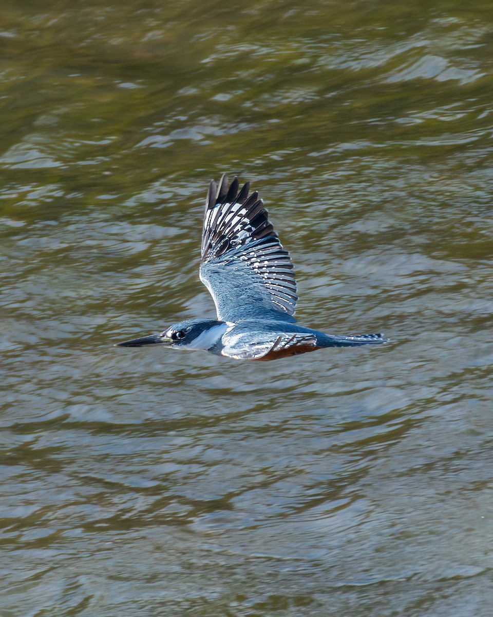 Ringed Kingfisher - ML636320471