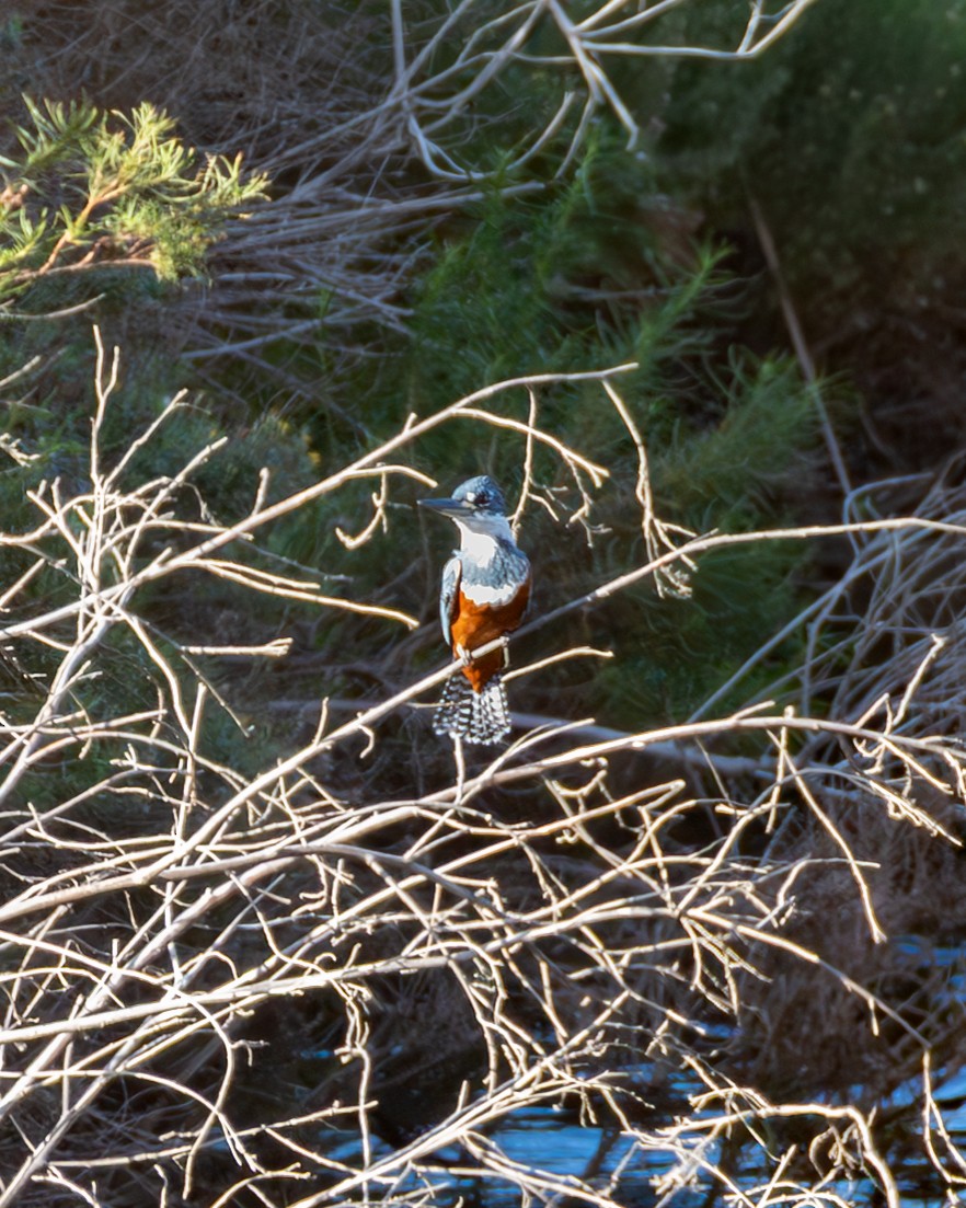 Ringed Kingfisher - ML636320472