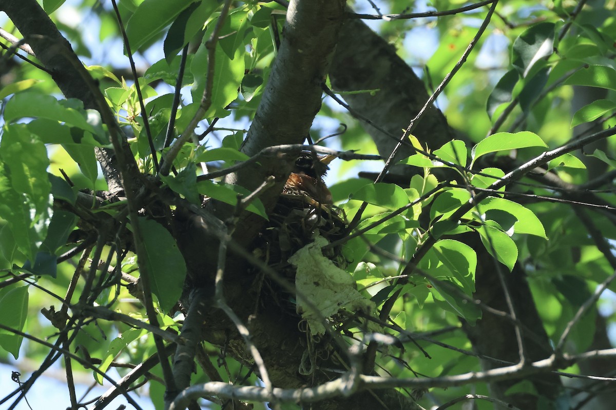 American Robin - ML636320501