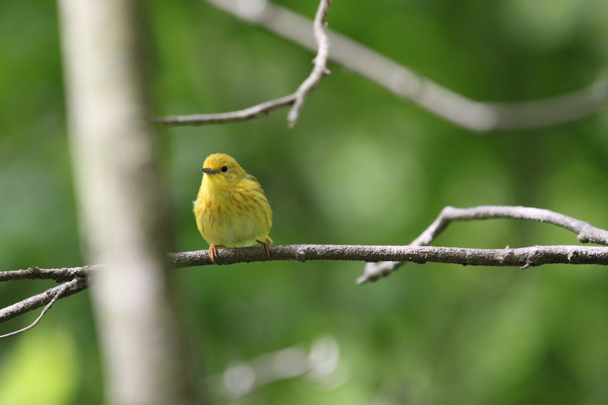 Northern Yellow Warbler - ML636320527