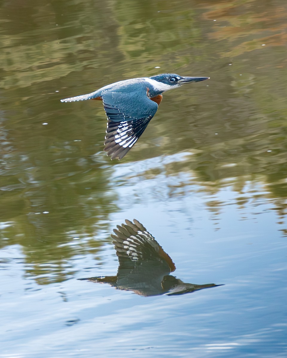 Ringed Kingfisher - ML636320580
