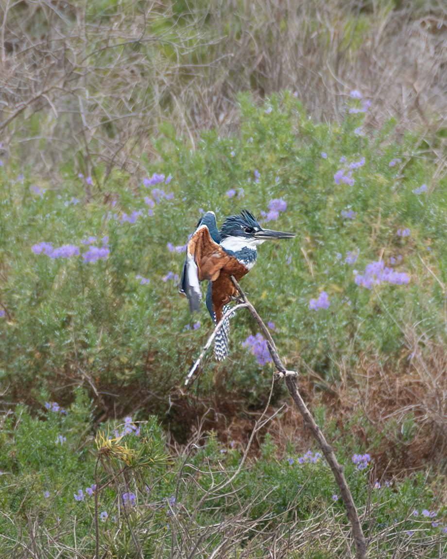 Ringed Kingfisher - ML636320581
