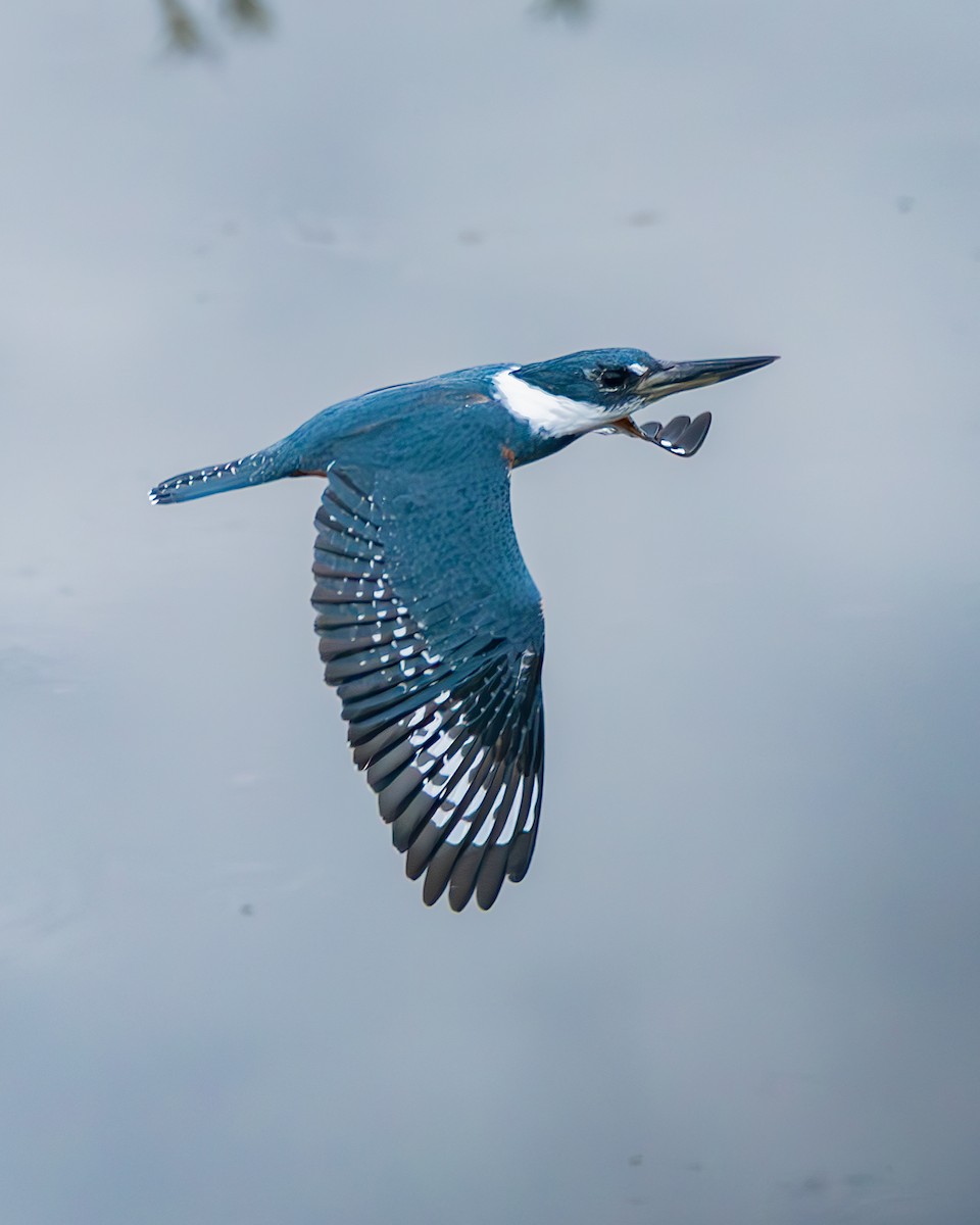 Ringed Kingfisher - ML636320582
