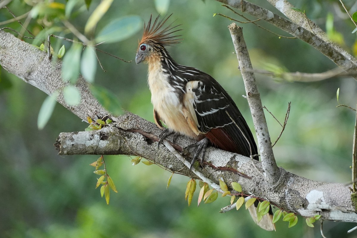 Hoatzin - ML636320614