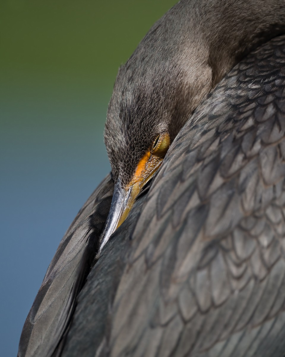 Double-crested Cormorant - ML636320693