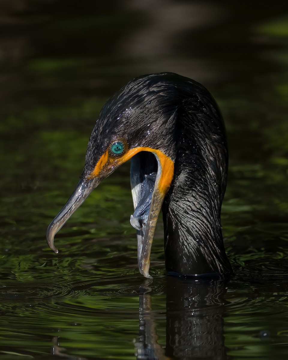 Double-crested Cormorant - ML636320712