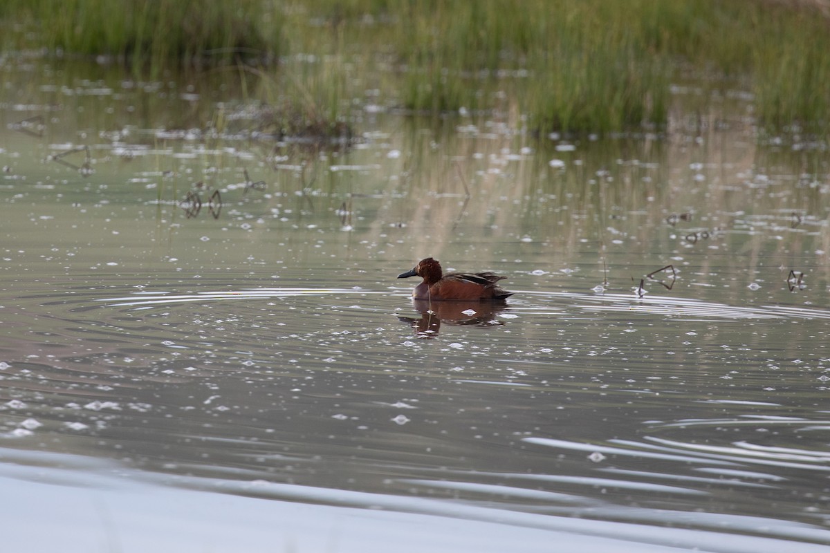 Cinnamon Teal - ML636320726