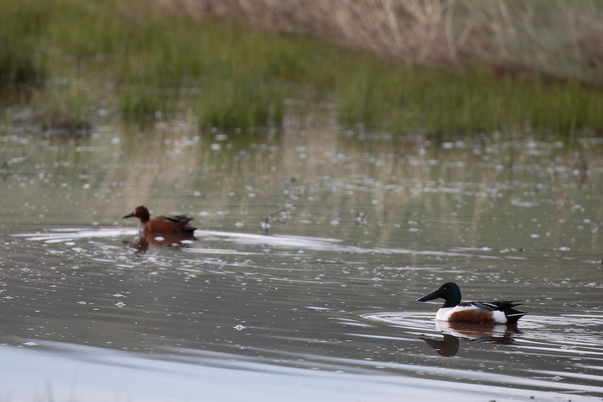 Northern Shoveler - ML636320740