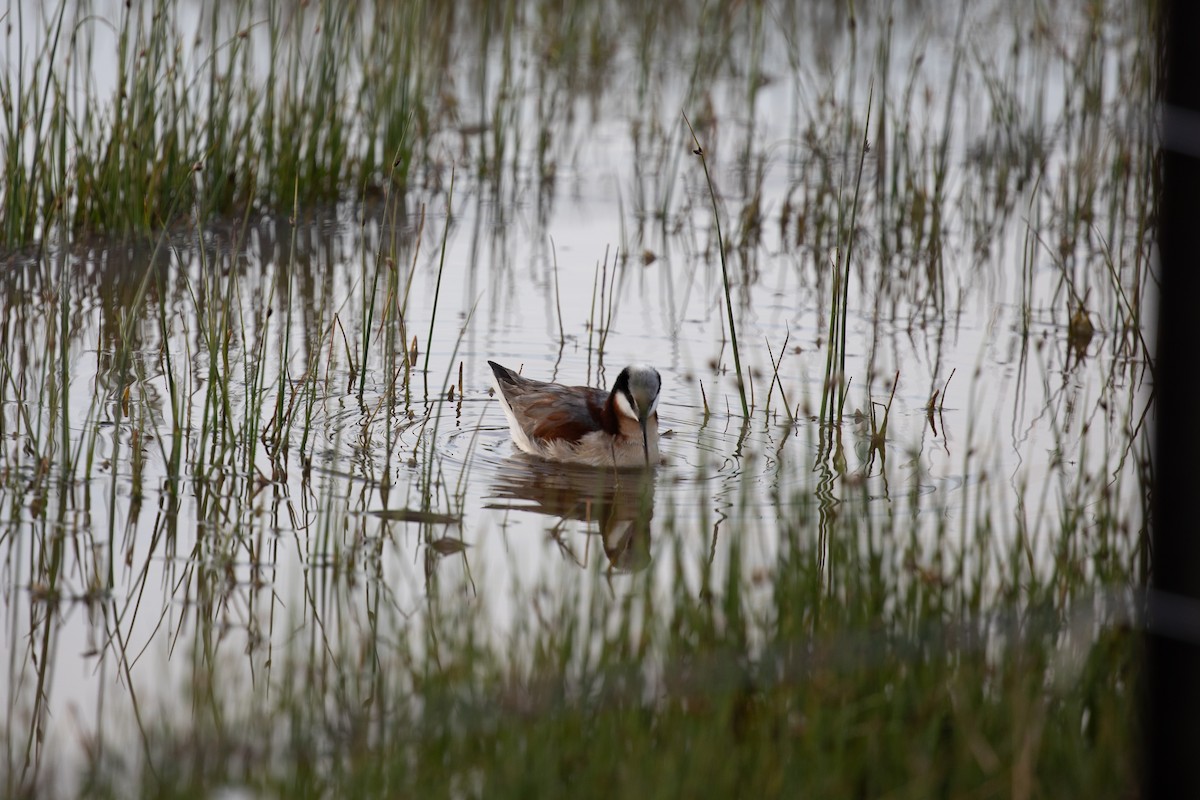 Wilson's Phalarope - ML636320806