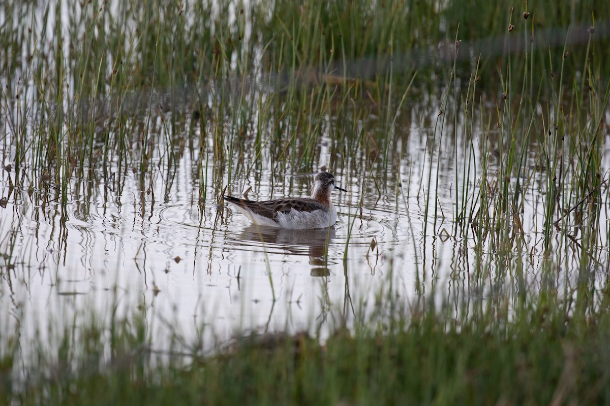 Wilson's Phalarope - ML636320807