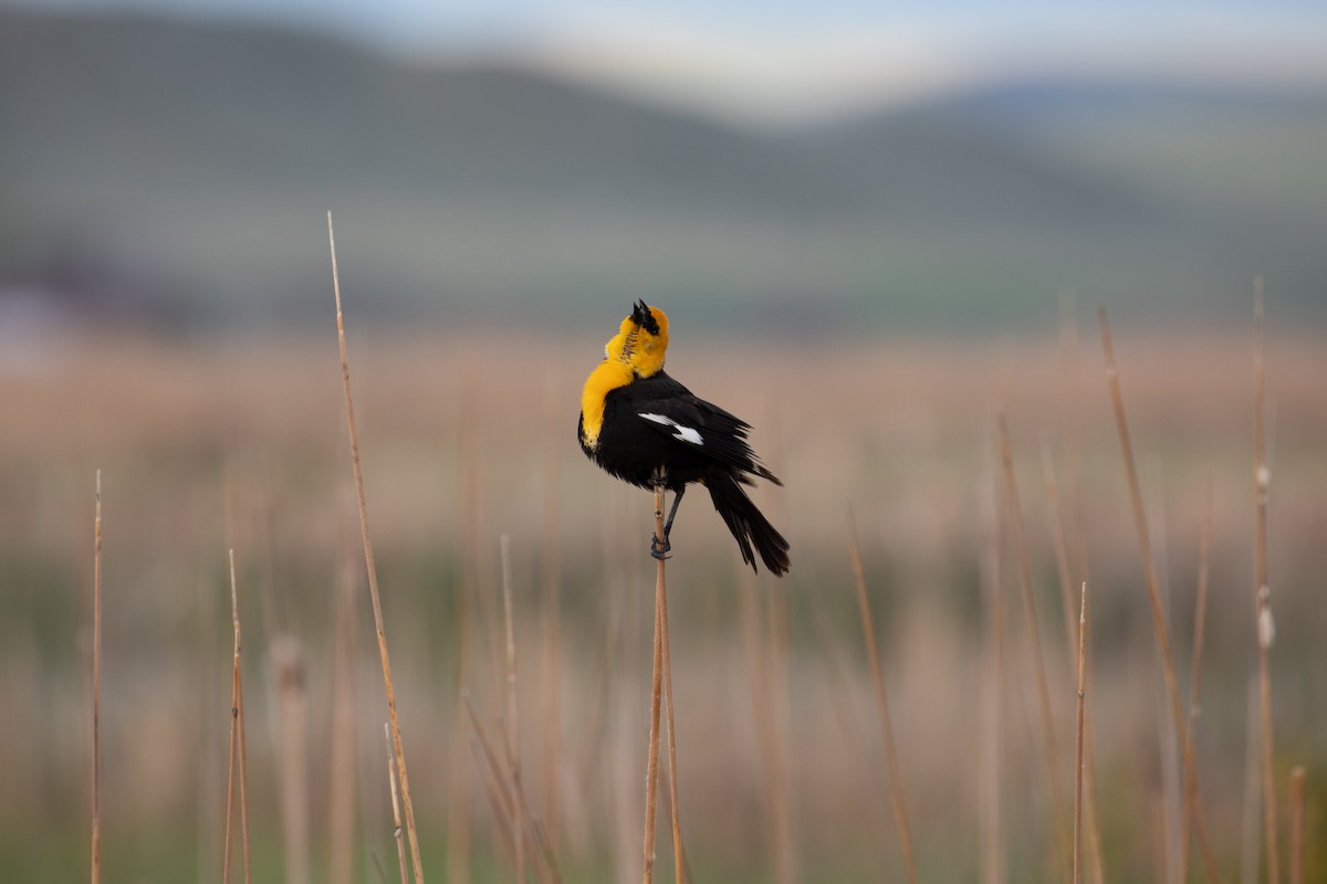 Yellow-headed Blackbird - ML636320829