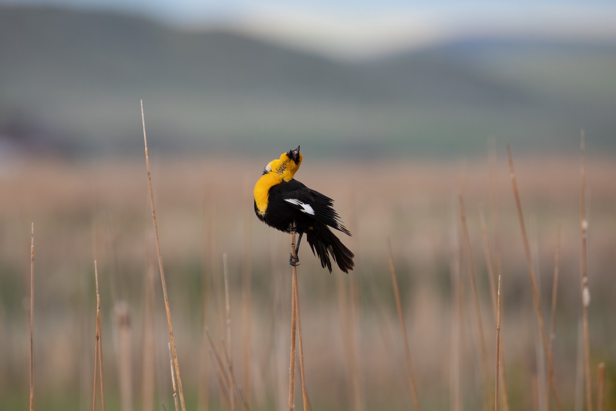 Yellow-headed Blackbird - ML636320830