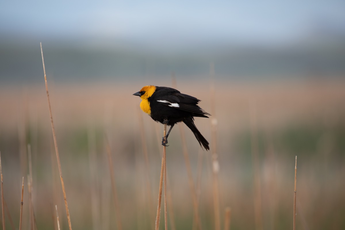 Yellow-headed Blackbird - ML636320831