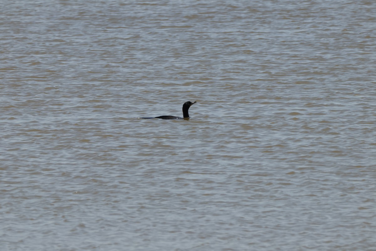 Double-crested Cormorant - ML636320893