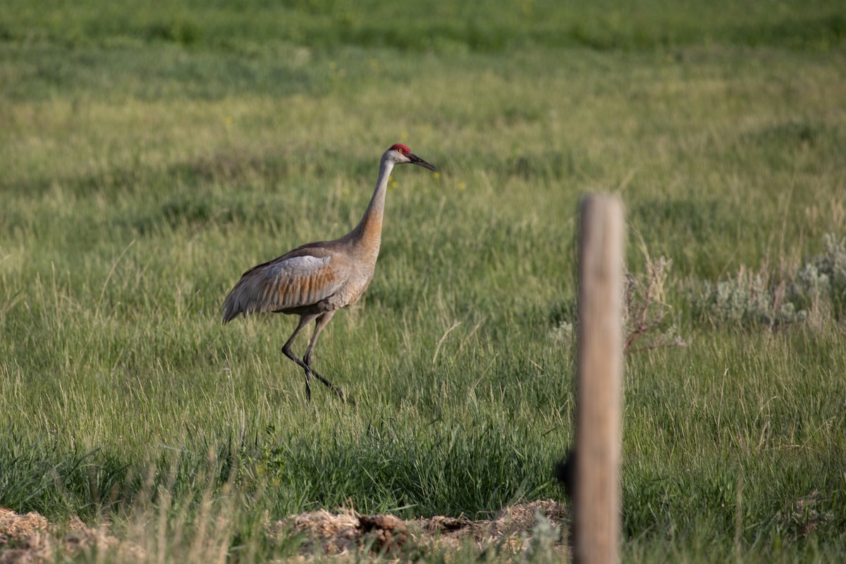 Sandhill Crane - ML636320902