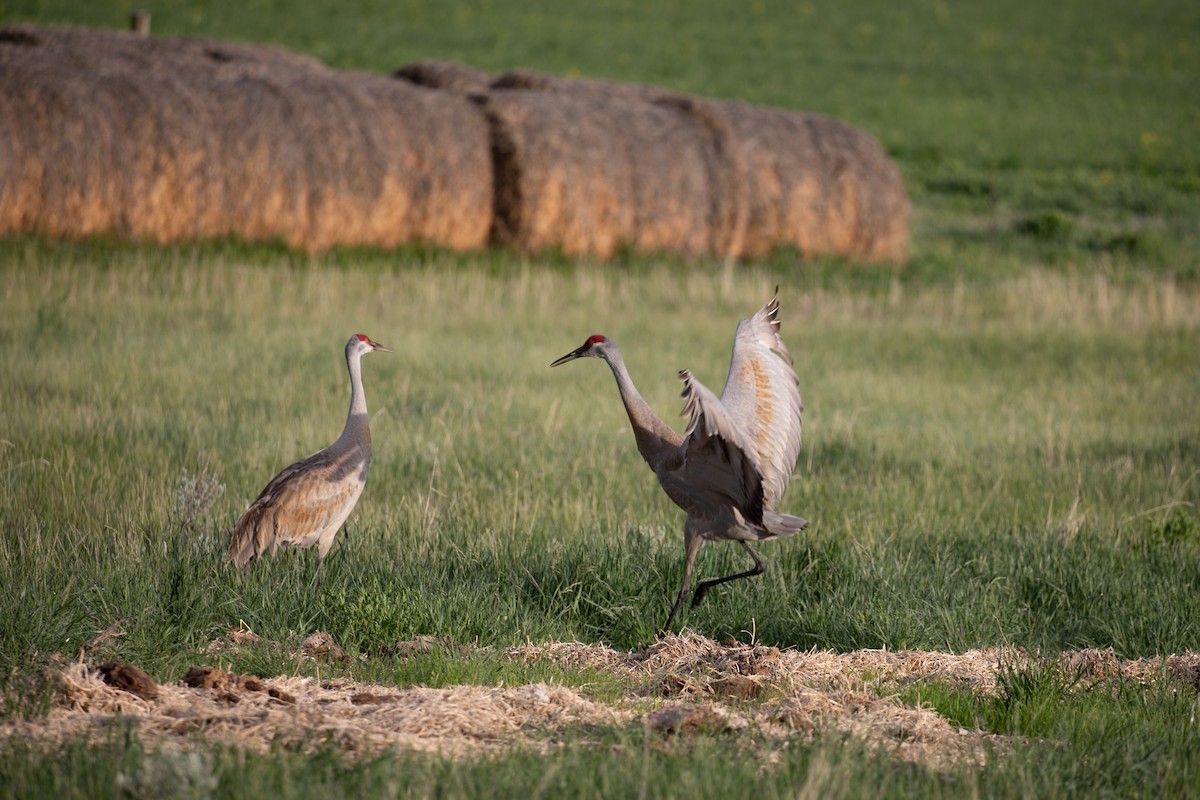 Sandhill Crane - ML636320903