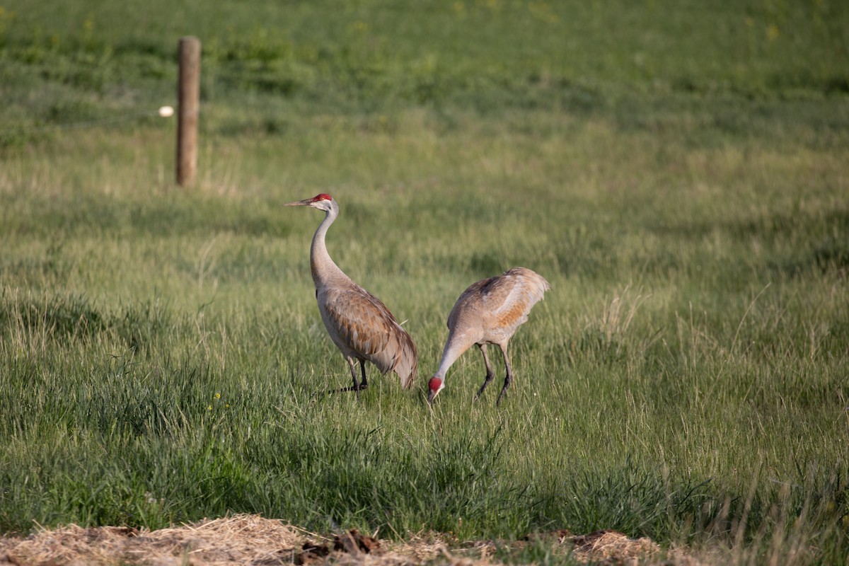 Sandhill Crane - ML636320904