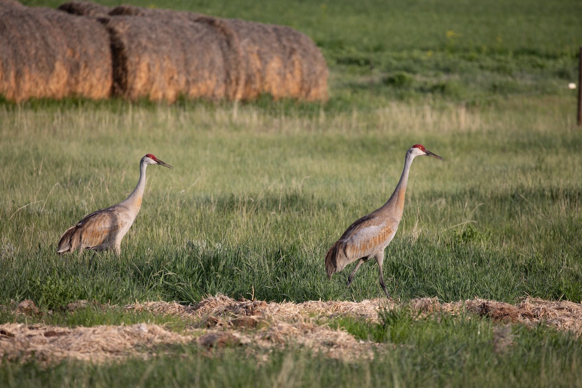 Sandhill Crane - ML636320905