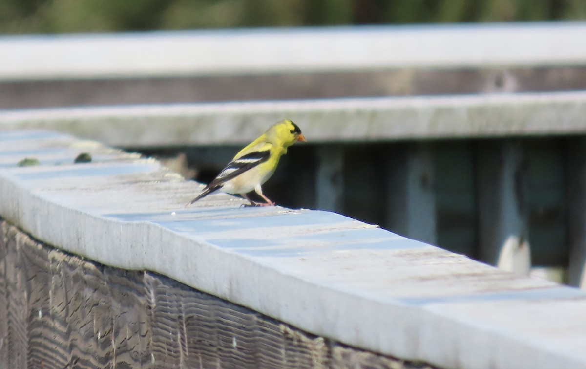 American Goldfinch - ML636320942