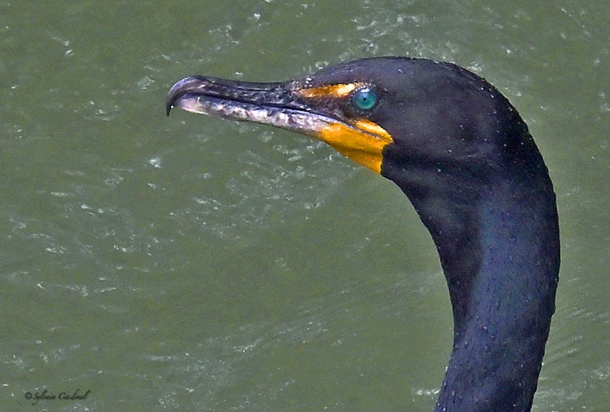 Double-crested Cormorant - ML636320966