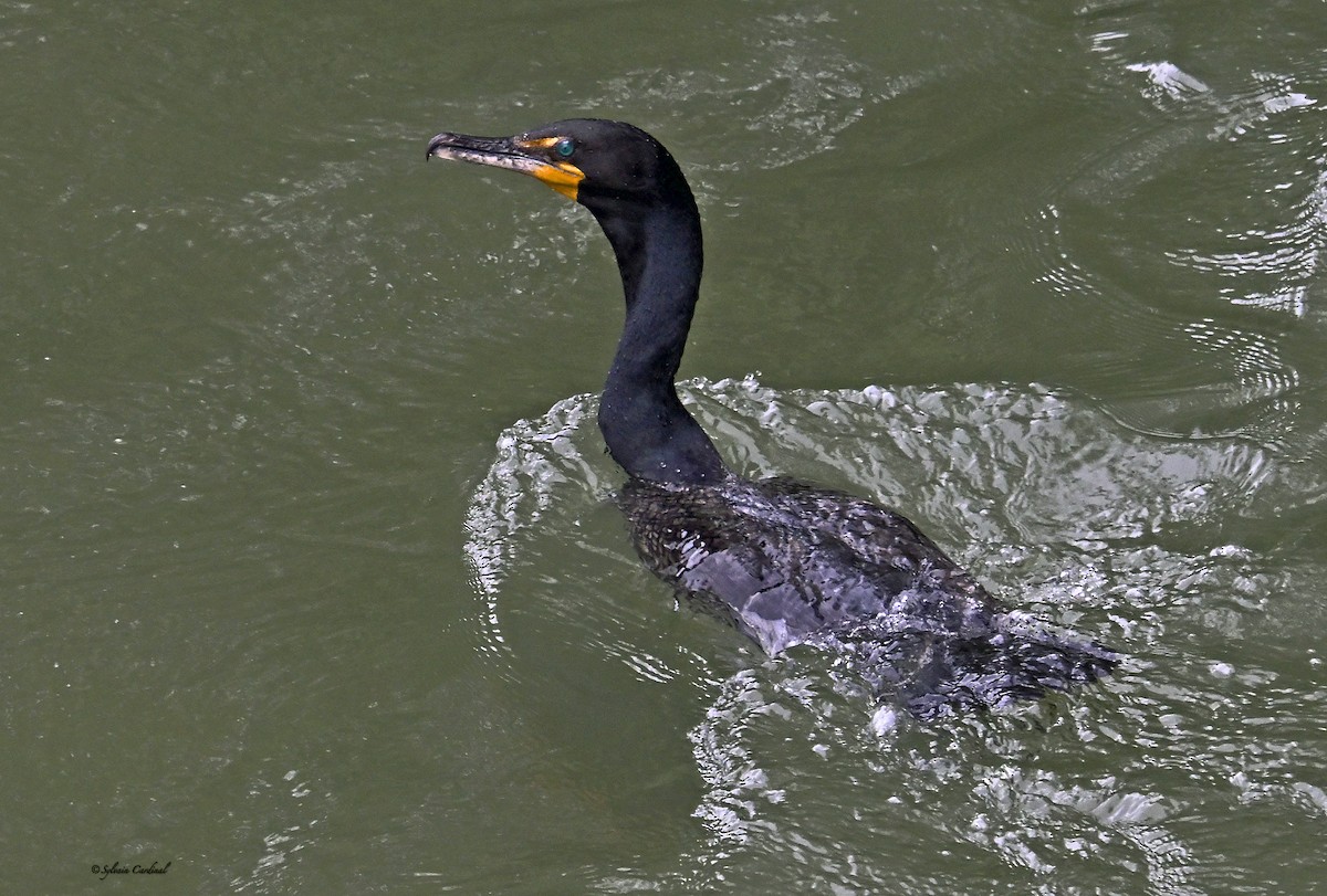 Double-crested Cormorant - ML636320969